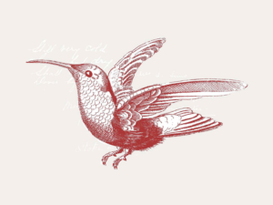 google Hummingbird